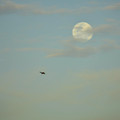 moon_31657157188_o.jpg